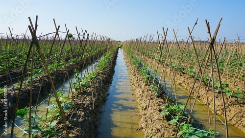 Cucumber garden