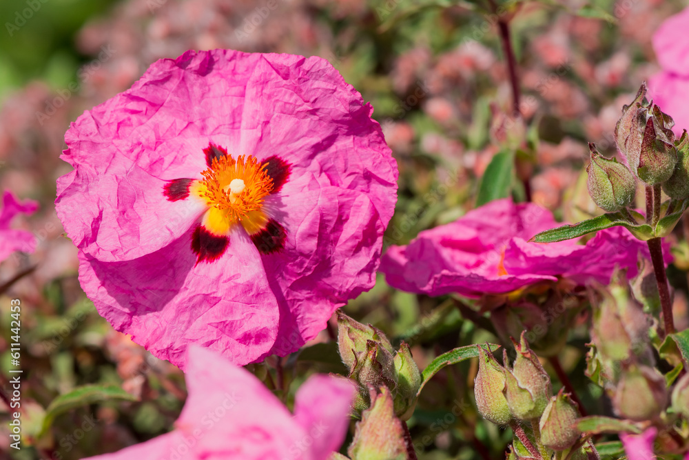 Cistus purpureus, commonly known as orchid rockrose Cistus purpureus, commonly known as orchid rockrose