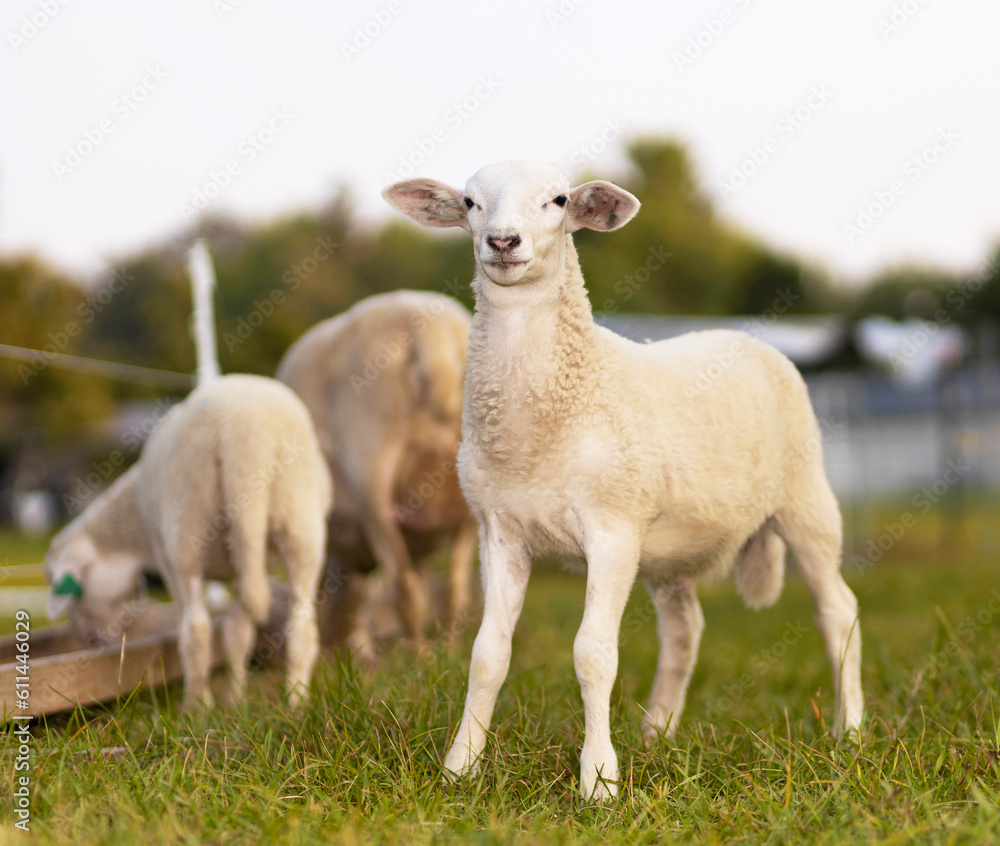 Lamb that is standing on a field Lamb that is standing on a field