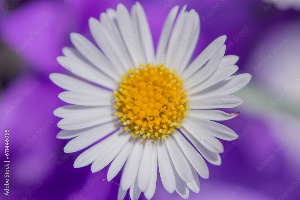 Close up of spring white daisies in a field. Close up of spring white daisies in a field.