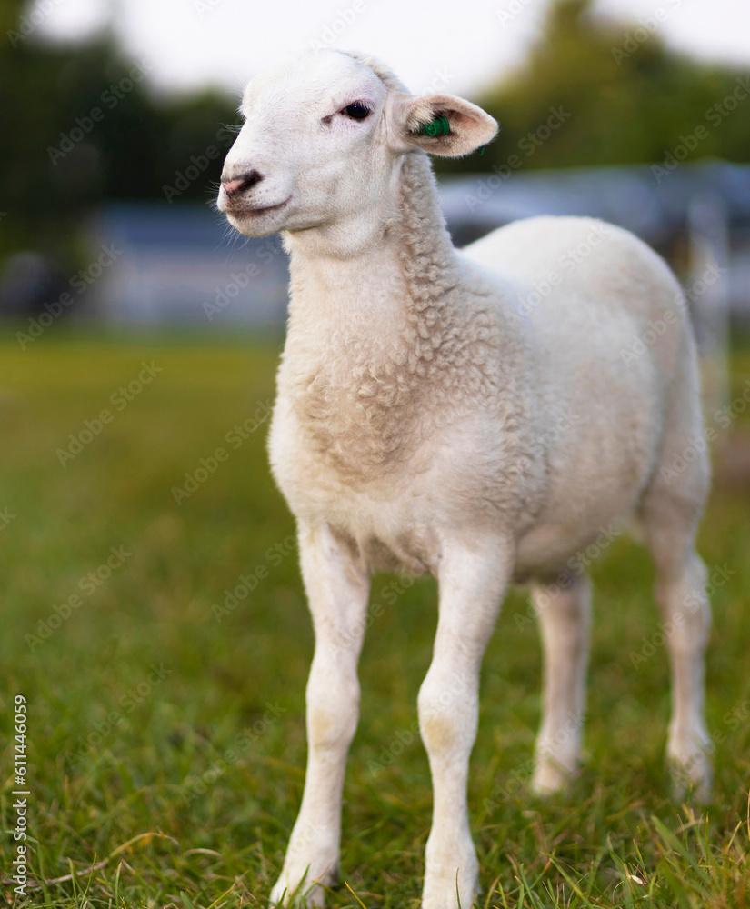 Katahdin sheep lamb striking a pose Katahdin sheep lamb striking a pose