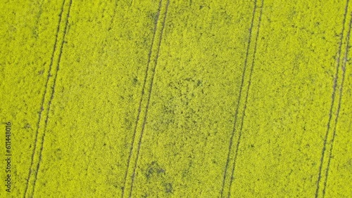 Rapeseed field filming from drone.