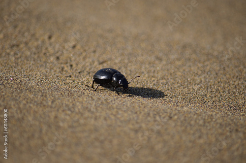 Small black beetle in the foreground and walking on the sand