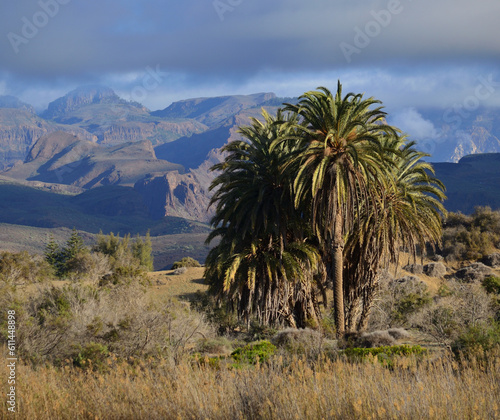 Landscape with palm trees in foreground and mountains in the background, seen from Maspalomas, Gran Canaria, Canary Islands, Spain