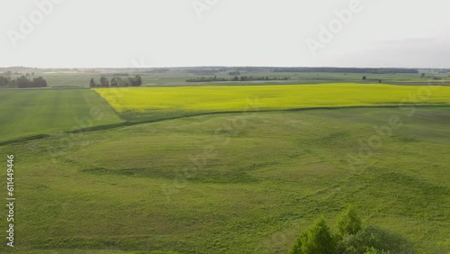 Rapeseed field
