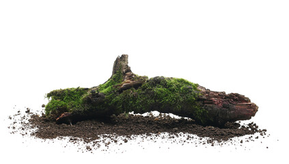 Fresh green moss on rotten branch and dirt isolated on white, side view, clipping path