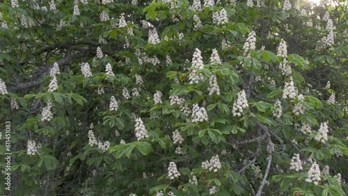 Video of blossoming white chestnut tree