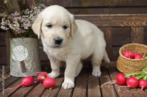 golden retriever puppy  in a rustic style