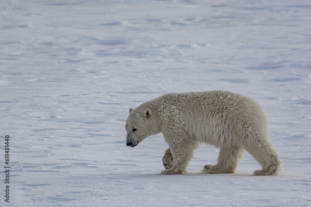 Fototapeta premium A polar bear walks among the Arctic ice. He sniffs the air and goes in search of prey.Winter day on the Yamal Peninsula