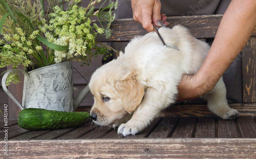 golden retriever puppy  in a rustic style. The owner brushing the puppy.