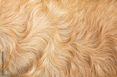 golden retriever fur background