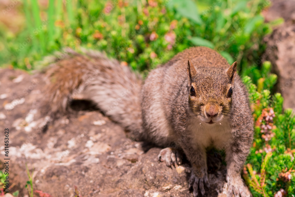 Curious california ground squirrel standing on back legs Curious california ground squirrel standing on back legs