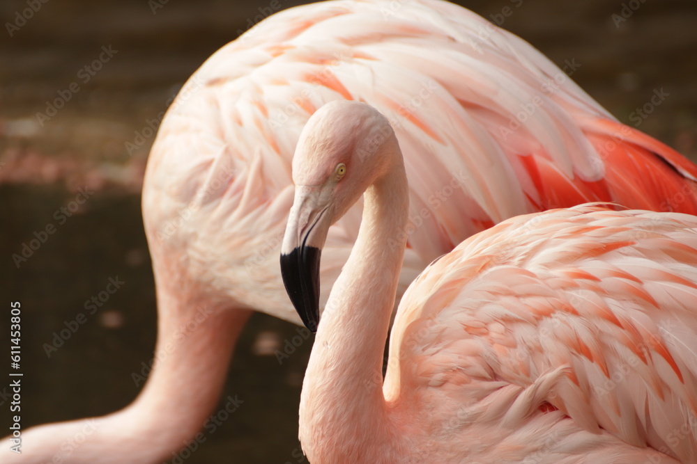 Fototapeta premium Flamencos rosas
