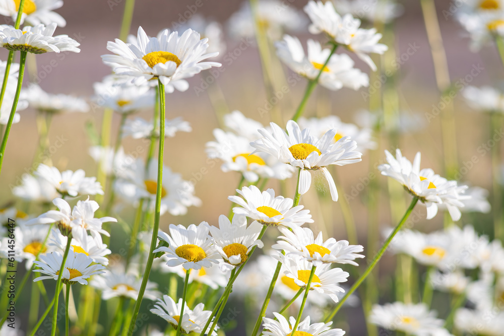 Wild daisy flowers growing on meadow, lawn, white chamomiles on green grass background. Oxeye daisy, Leucanthemum vulgare, Daisies, Common daisy, Dog daisy, Gardening concept.