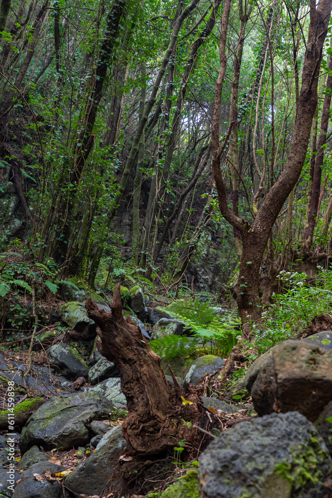 Flora and Fauna of La Palma in the Canary Islands - The amazing plants and environment of the most volcanic Island in the Canaries Flora and Fauna of La Palma in the Canary Islands - The amazing plants and environment of the most volcanic Island in the Canaries