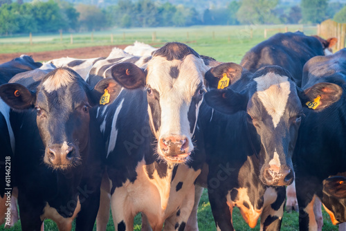 Obraz na plátně Young heifer holstein cows in early moring sunlight on the dairy farm