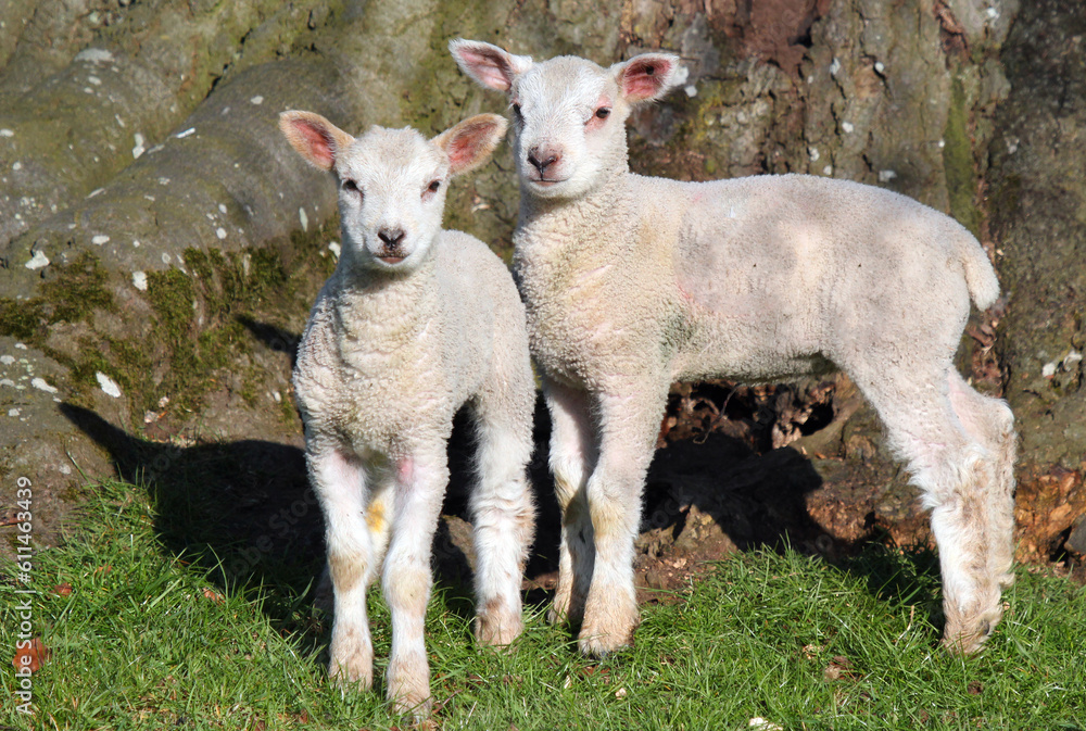 Fototapeta premium Two new spring lambs standing by a tree in a field.