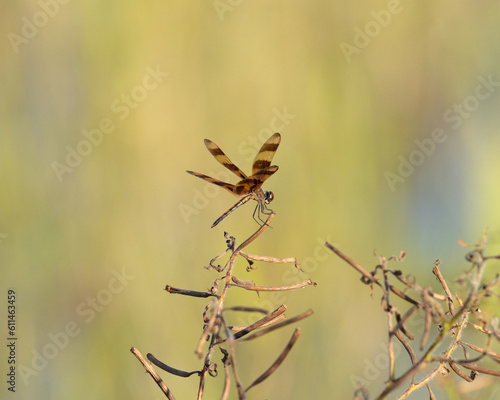 dragonfly halloween pennant close-up and perched on a weed with a blurred background