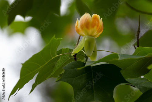 Close-up of the yellow orange flower of the Liriodendron chapel Hill  photo