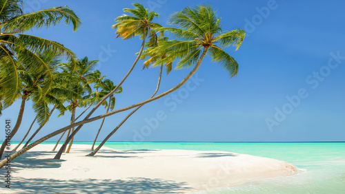 Fototapeta Naklejka Na Ścianę i Meble -  Coconut palm trees on the beach at Lankanfinolhu island, Maldives