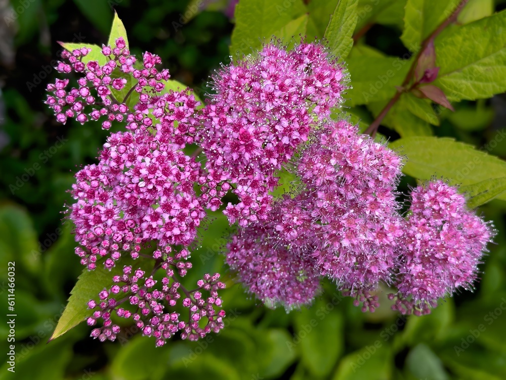 Japanese spirea in a garden in Salem Oregon Japanese spirea in a garden in Salem Oregon