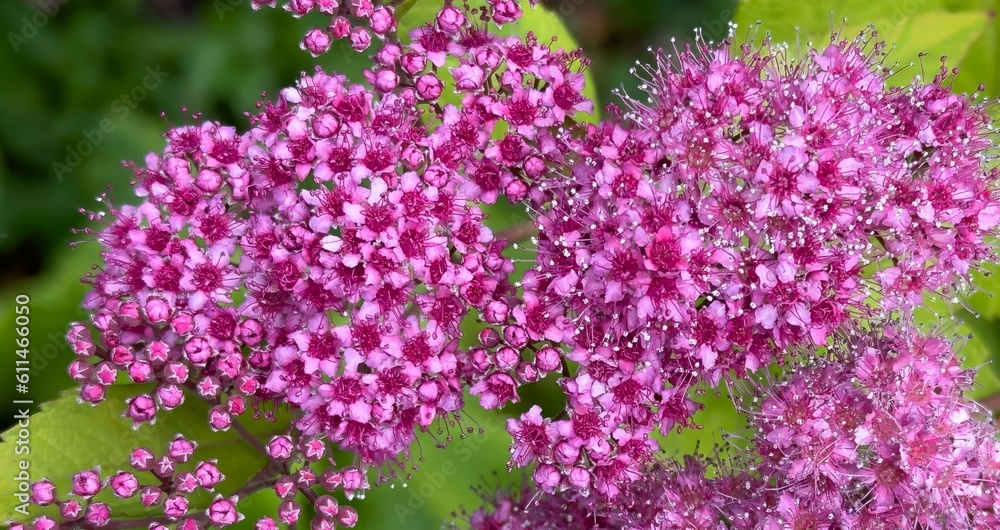 Obraz premium A Japanese spirea blooming flower in a garden in Salem Oregon