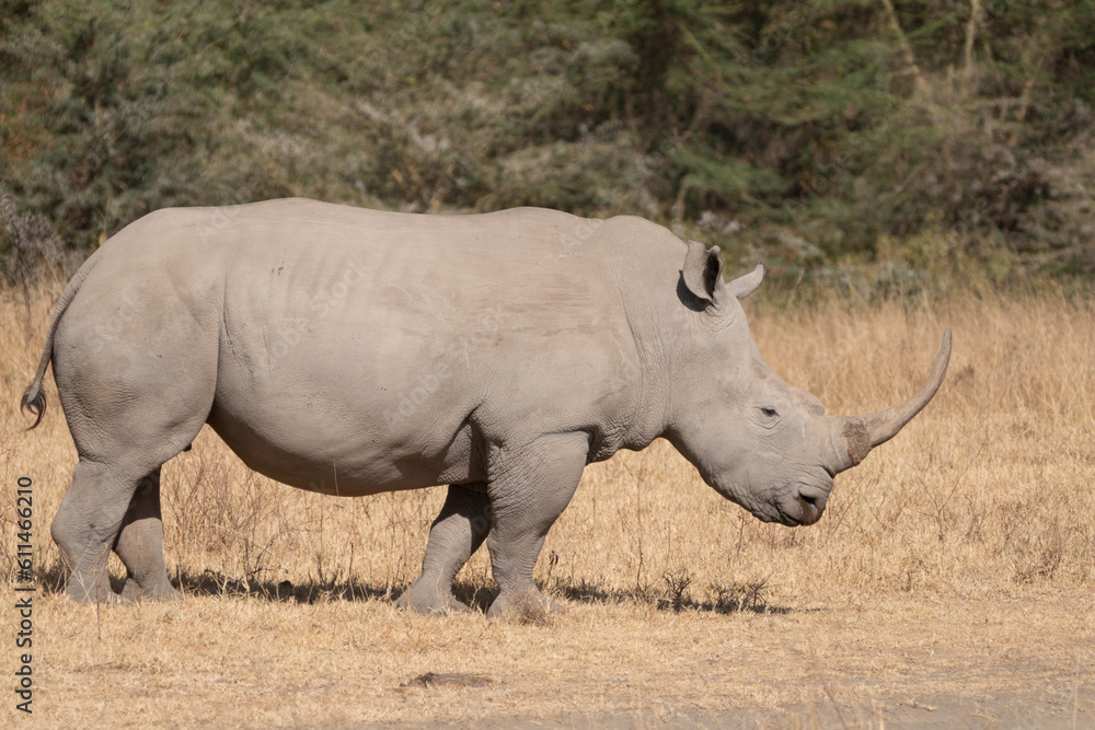 Rhinoceros walks in the grassland of Lake Nakuru National Park Kenya Africa