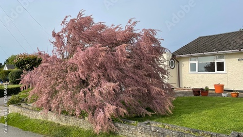Tree with purple / red blossom