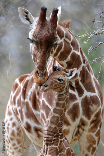 Obraz na płótnie Closeup of cute reticulated giraffe baby with parent (Giraffa camelopardalis reticulata) w salonie