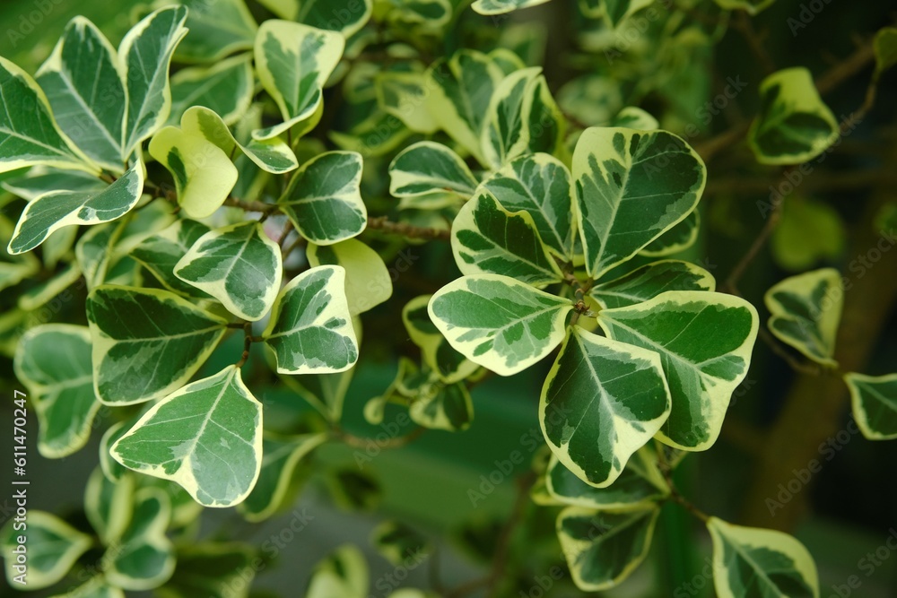 Ficus triangularis variegata in the garden. Ficus triangularis variegata in the garden.