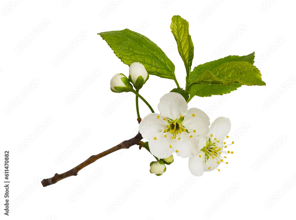 Fresh flowers and leaves of prunus tree isolated on white or transparent background - obrazy, fototapety, plakaty 