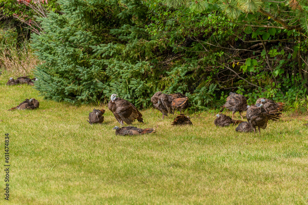 Wild Turkeys Resting In The Grass In September Wild Turkeys Resting In The Grass In September