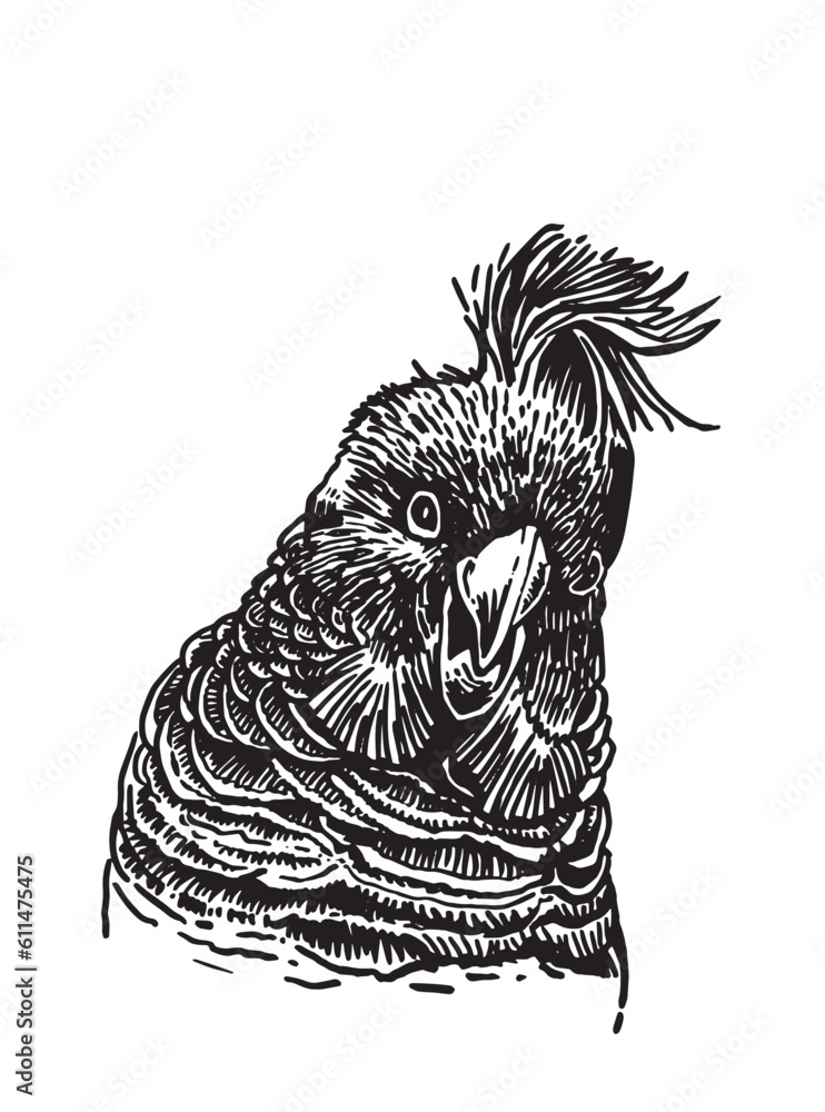 Fototapeta premium Graphical parrot portrait isolated on white,vector element of bird.Ink pen parrot