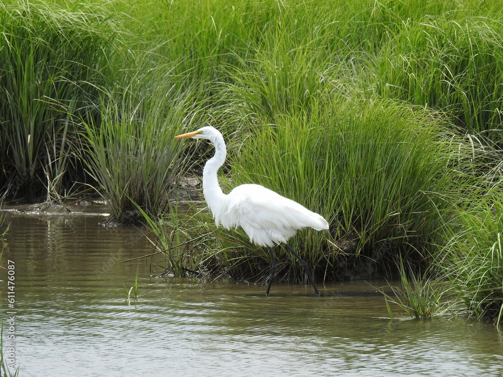 Great egret wading through the shallow wetland waters of the Edwin B. Forsythe National Wildlife Refuge, Galloway, New Jersey. Great egret wading through the shallow wetland waters of the Edwin B. Forsythe National Wildlife Refuge, Galloway, New Jersey.
