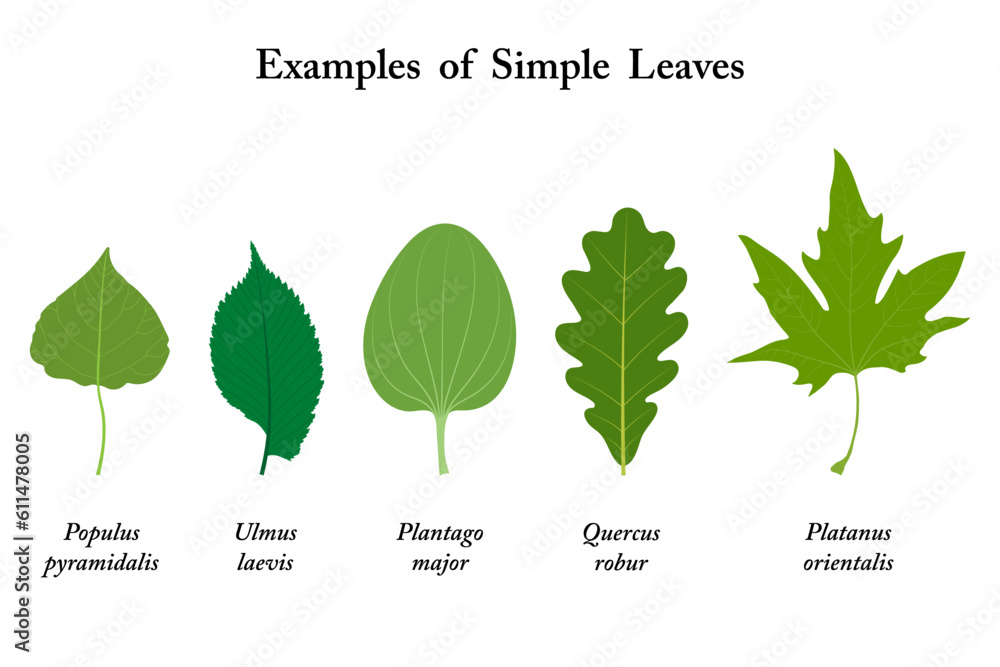 examples-of-simple-leaves-populus-ulmus-laevis-plantago-major