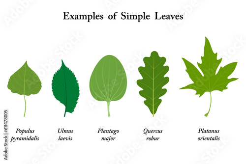 Examples of simple leaves. Populus, Ulmus laevis, Plantago major, Quercus robur, Platanus orientalis. 