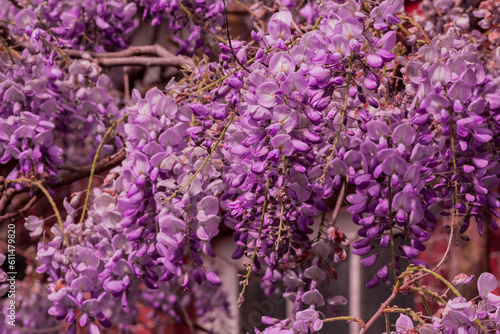 Light violet wisteria flowersblooming in a garden photo