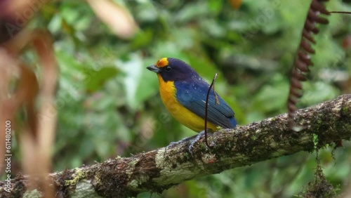 Violaceous euphonia male. Atlantic forest bird.