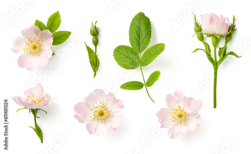 set / collection of delicate wild roses, flowers, buds and a leaf, isolated over a transparent background, cut-out romantic wildflower or garden design elements, top view / flat lay