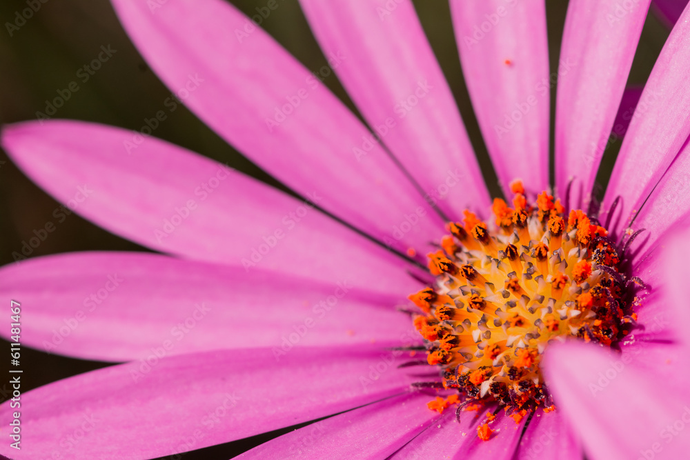 Macro photo of bright pink fresh chrisantemum flowers Macro photo of bright pink fresh chrisantemum flowers