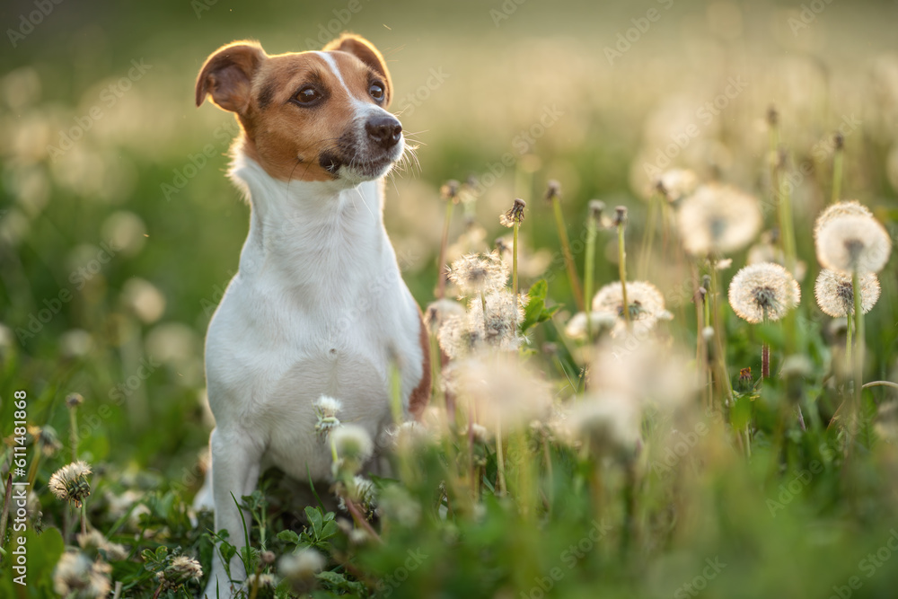 Small Jack Russell terrier sitting in green grass meadow, white dandelion flower around