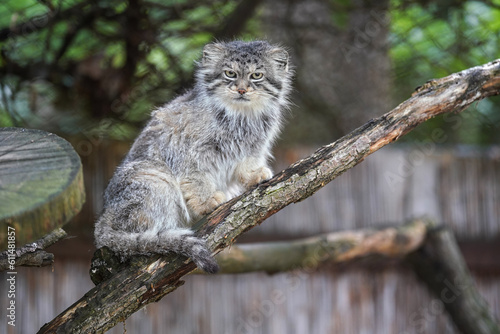 Pallas's cat - Otocolobus manul - resting on wooden branch photo