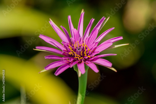 Mcro photography of Purple Salsify flower photo