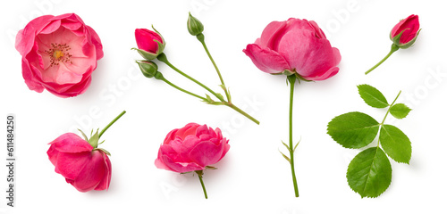  set   collection of beautiful pink roses  flowers  buds and leaf  isolated over a transparent background  cut-out floral  perfume   essential oil or garden design elements  top view   flat lay  PNG