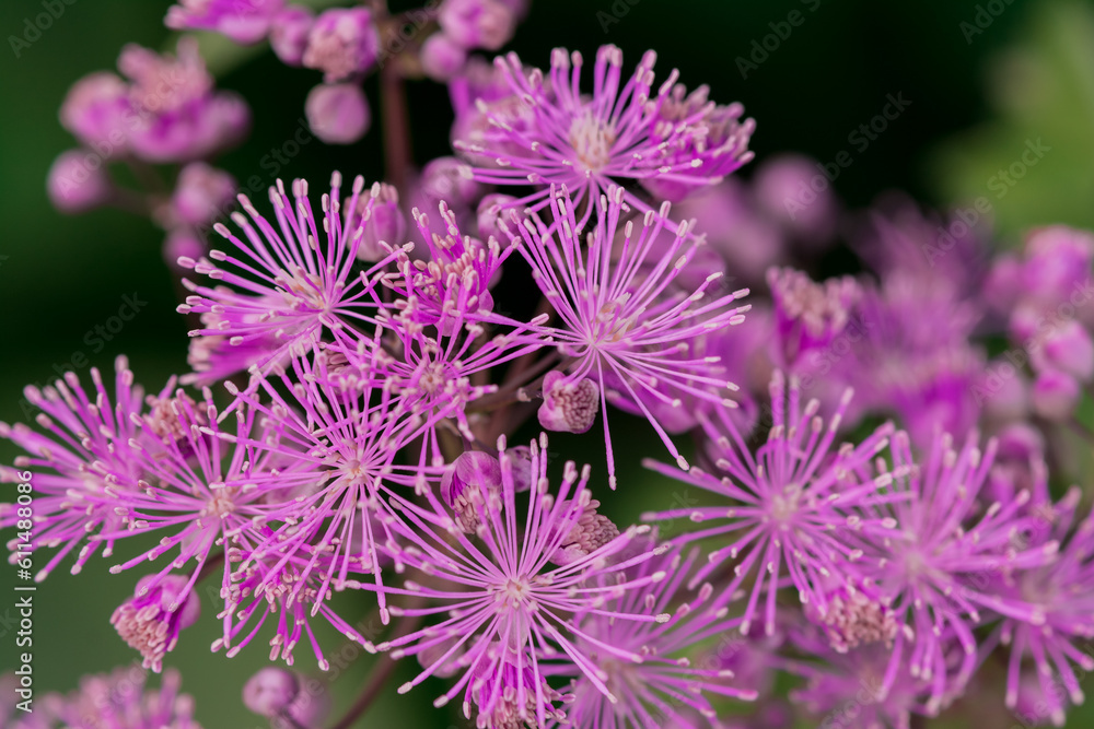 Meadow-rue (Thalictrum aquilegifolium) closeup Meadow-rue (Thalictrum aquilegifolium) closeup