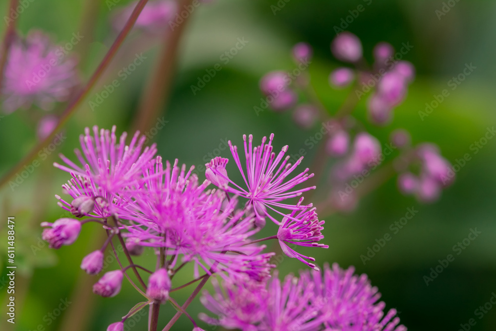 Meadow-rue (Thalictrum aquilegifolium) closeup Meadow-rue (Thalictrum aquilegifolium) closeup