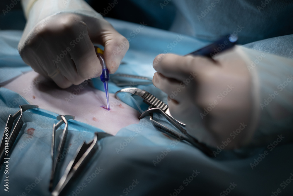 Closeup of a veterinary surgeon sealing the surgical incision with
