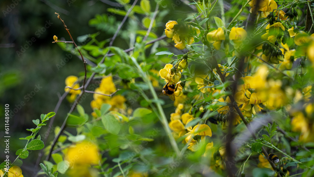 Bee making honey. Flowering tree and bee making honey on it Bee making honey. Flowering tree and bee making honey on it