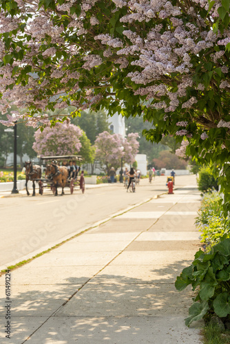 Lilacs blooming over a road with a horse and carriage on Mackinac Island