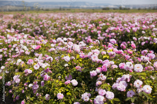 Fototapeta Naklejka Na Ścianę i Meble -  Agriculture farm with blooming tea rose bushes in pink and white